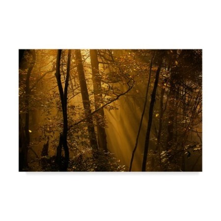 Norbert Maier 'Orange Forest' Canvas Art,12x19